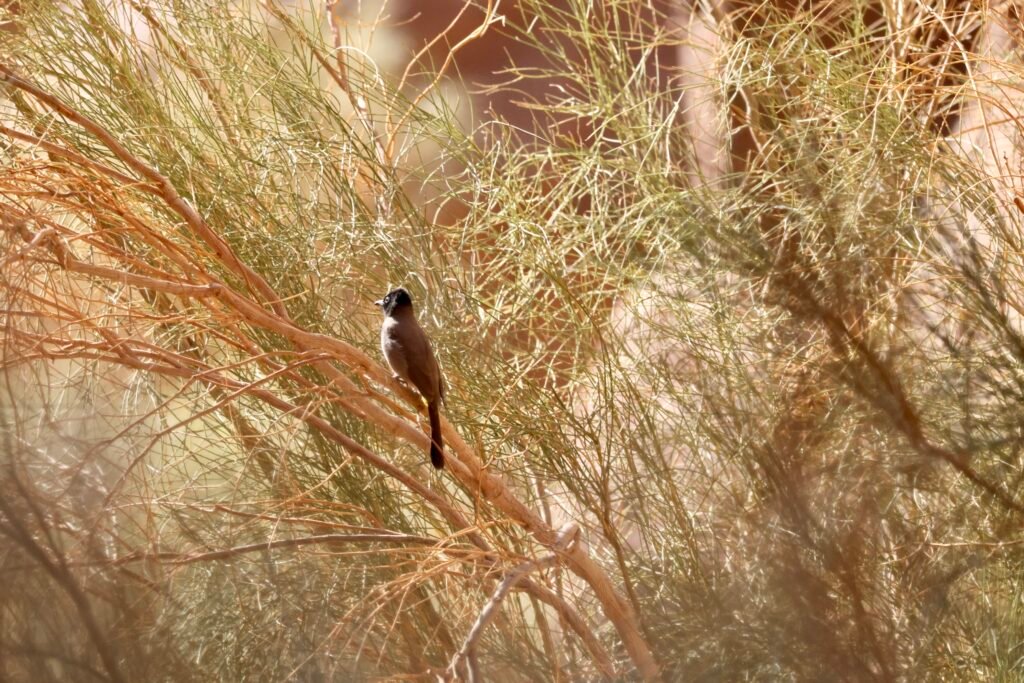 saoedi arabië 2025 11 05 (187)